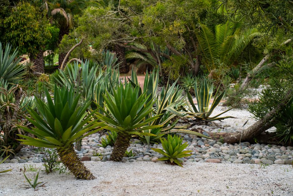 Creëer een waterbesparend tuinontwerp met xeriscaping